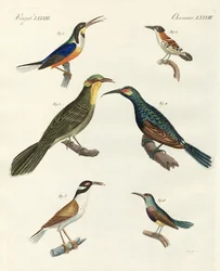 Rare Foreign Kinds of Treecreepers