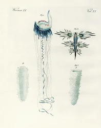 Rare Kinds of Molluscs