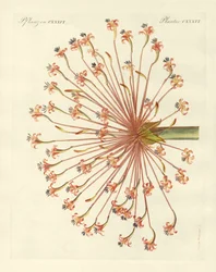 Rare Ornamental Plants (coloured engraving)