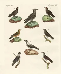 Ravens, Crows and Daws