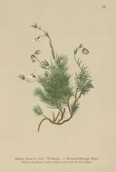 Recurved Sandwort