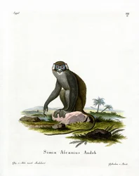 Red-tailed Monkey
