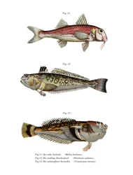 Red Mullet
