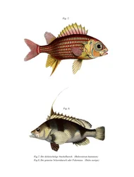 Red Squirrelfish