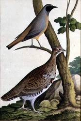 Redstart (Phoenicurus phoenicurus) and Hazel Hen