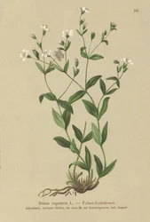 Rock Campion