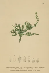 Rock Stitchwort