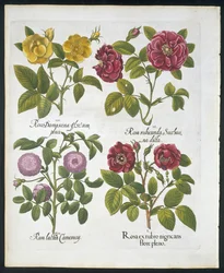 Roses, plate 96 from Hortus Eystettensis by Basil Besler, pub. 1613