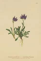 Round-headed Rampion
