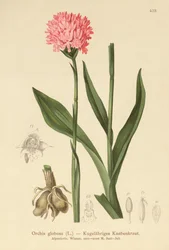 Round Headed Orchid