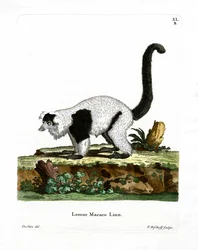 Ruffed Lemur