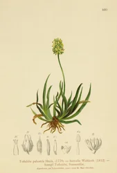 Scottish Asphodel