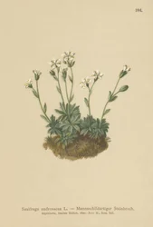 Scree Saxifrage
