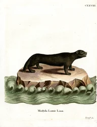 Sea Otter