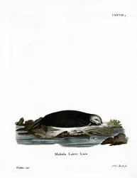 Sea Otter
