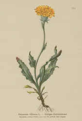 Shaggy Hawkweed (Hieracium villosum)