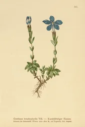 Short-leaved Gentian