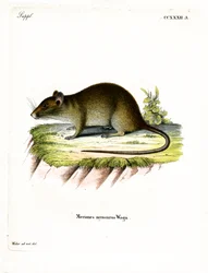 Short-tailed Bandicoot Rat