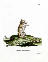 Short-tailed Opossum