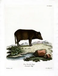 Siamese Wild Boar