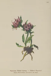 Siebers Rampion