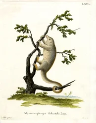 Silky Anteater