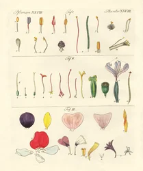 Single Flower Parts
