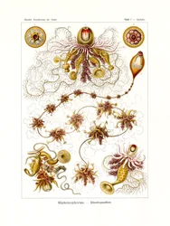 Siphonophorae, 1899-1904
