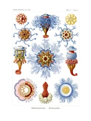 Siphonophorae