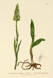 Small White Orchid