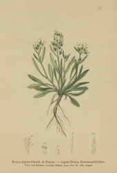 Smooth Northern-rockcress