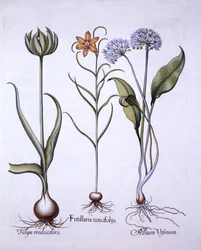 Snakes Head Fritillary, Wild Garlic and Tulip, from Hortus Eystettensis