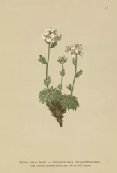 Snow-white Whitlow-grass