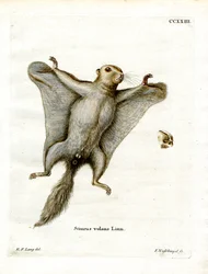 Southern Flying Squirrel