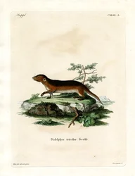 Southern Red-sided Opossum