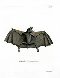 Spectral Bat