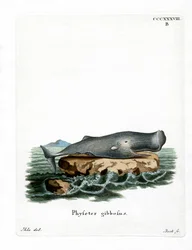 Sperm Whale