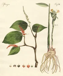 Spices