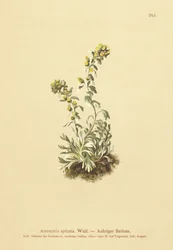 Spiked Wormwood