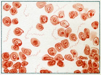 Spirillum Bacteria