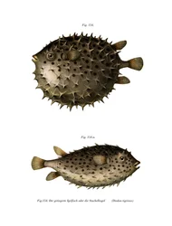 Spotfin Burrfish