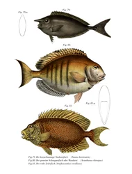 Spotted Unicornfish