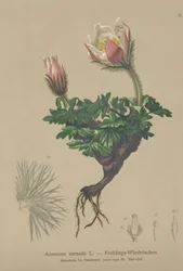 Spring Anemone (Anemone vernalis, Pulsatilla vernalis)