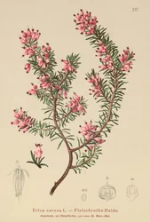 Spring Heath