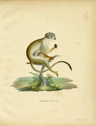 Squirrel Monkey