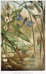 Stages of Development of a Damselfly, from Brehm