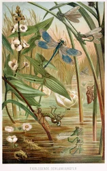 Stages of Development of a Damselfly, from Brehms Tierleben, pub. 1860s