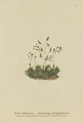 Stellated Whitlow-grass