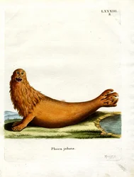 Steller Sea Lion