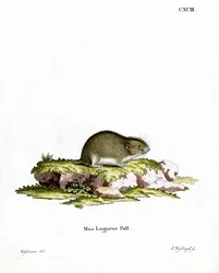 Steppe Lemming